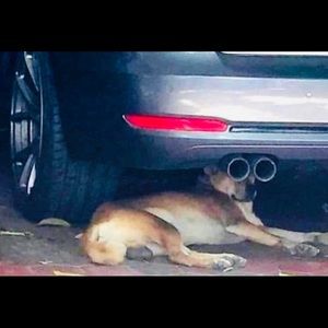 Meet your Posher, Walker